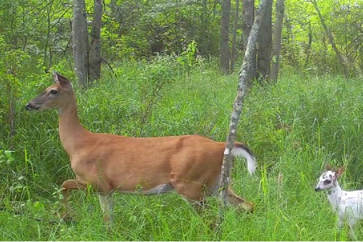 Video captures doe with 2 fawns — but one looks very different