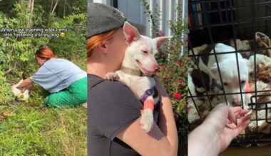 Humans Return for Stray Dog With Only Bushes as Shelter, Then the Unthinkable Happens