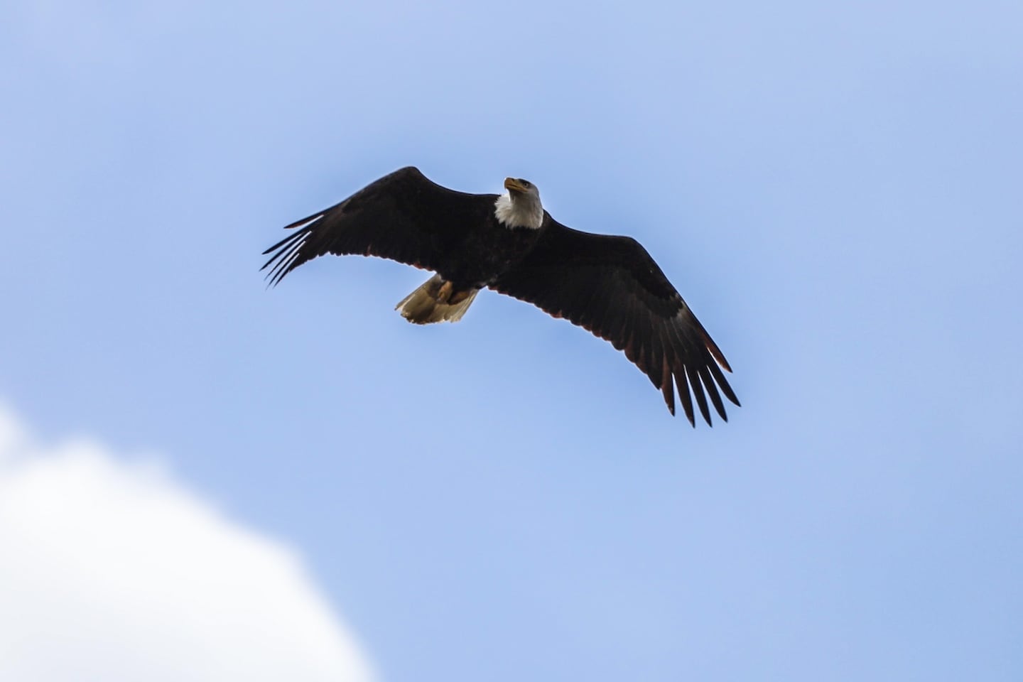An adult bald eagle soared above the Vermont Institute of Natural Science in Quechee.