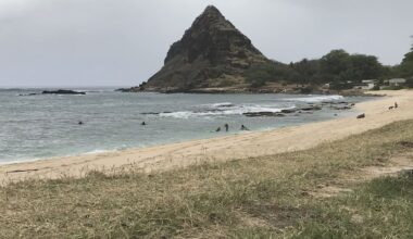 Shark reportedly seen eating turtle off West Oahu