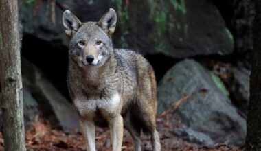 Four litters of endangered red wolf pups born in the NC wild