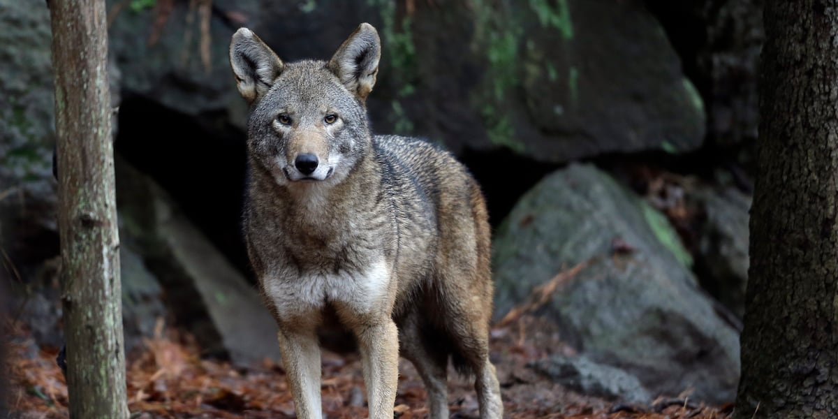 Four litters of endangered red wolf pups born in the NC wild