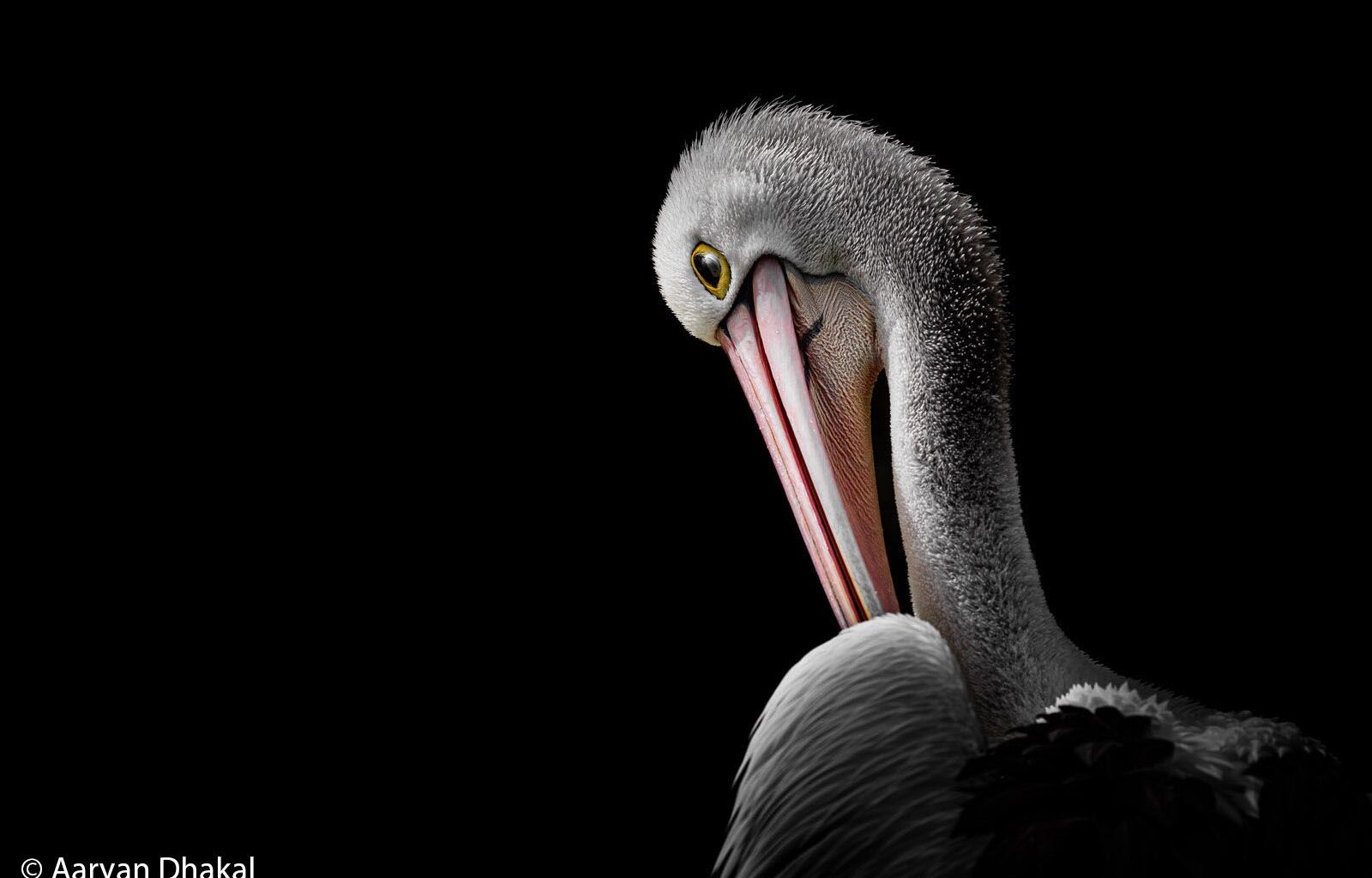 A pelican.