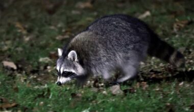 A raccoon wanders around the backyard of a home in Washington Township, Gloucester County, on Wednesday, November 30, 2022. Gloucester County officials posted an alert on social media recently advising caution after a report of a rabid raccoon who attacked a Glassboro man.