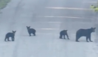 Bear, 3 cubs spotted in Ridgedale, Mo.