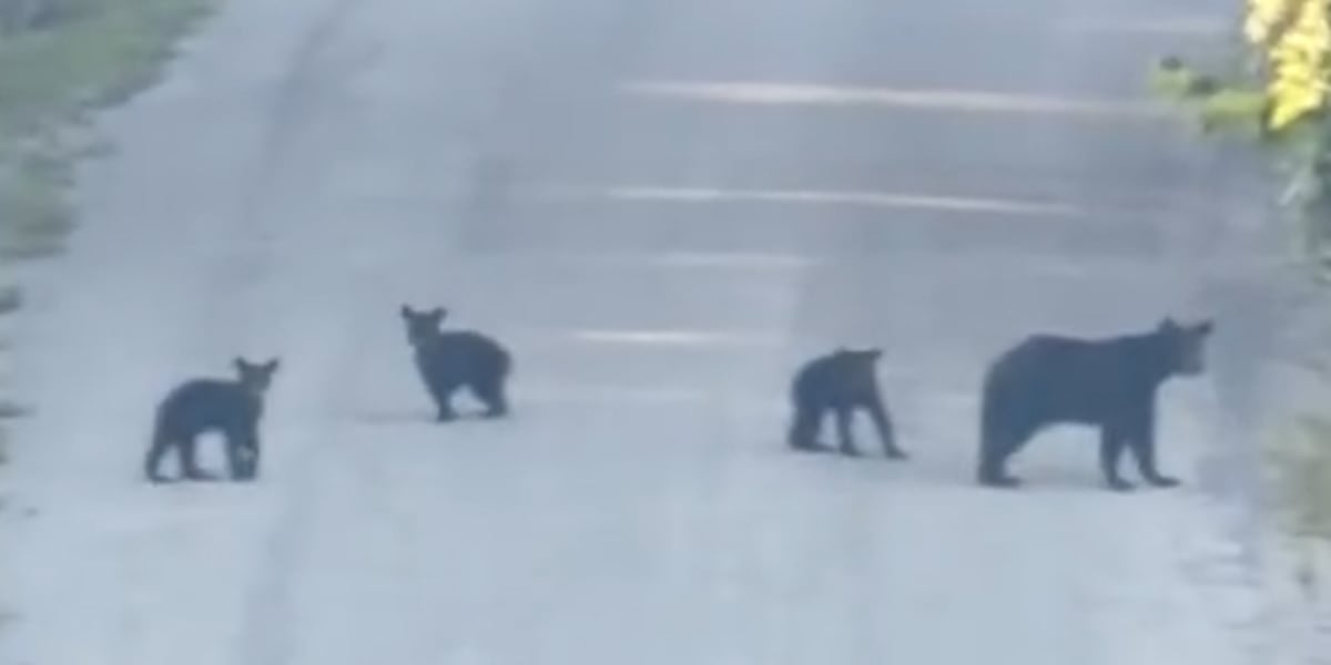 Bear, 3 cubs spotted in Ridgedale, Mo.