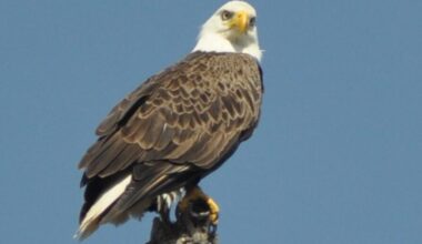 Disney Shares an Official 'Salute to All Native Bald Eagles, but Mostly the Ones at Walt Disney World'
