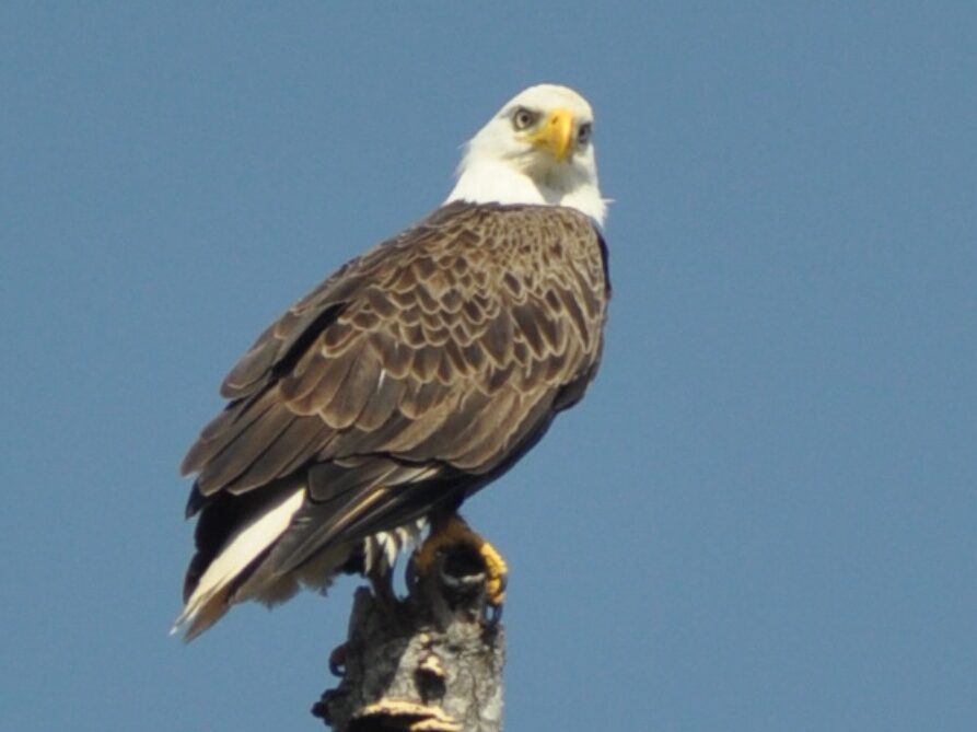 Disney Shares an Official 'Salute to All Native Bald Eagles, but Mostly the Ones at Walt Disney World'