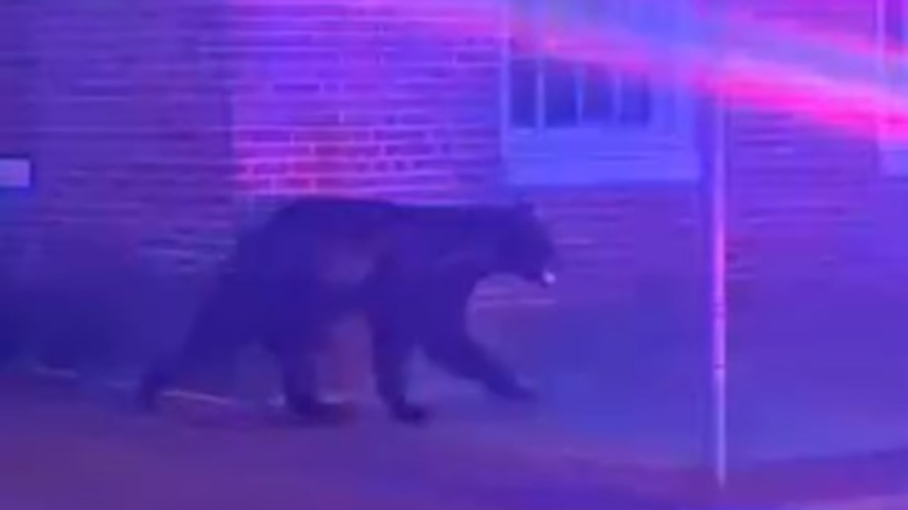 Video of black bear in downtown Frederick goes viral