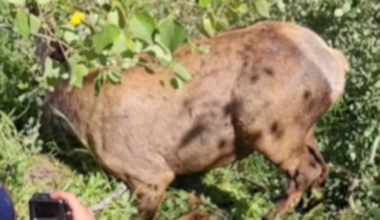 Nevada Department of Wildlife captures elk to collect health data, agency says