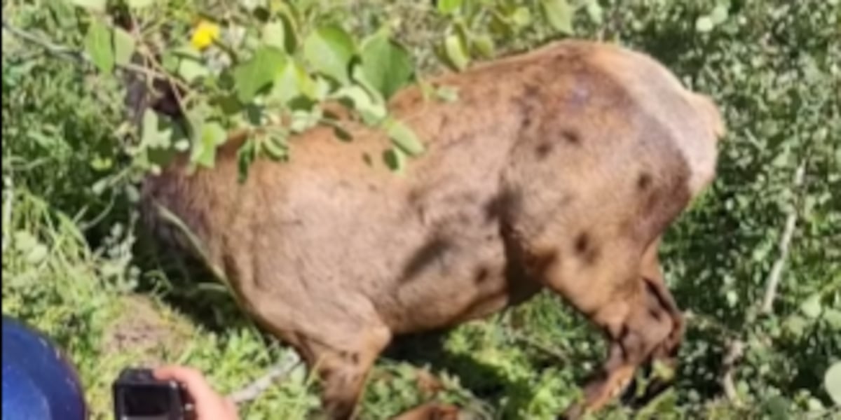 Nevada Department of Wildlife captures elk to collect health data, agency says