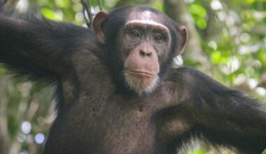 Chimpanzees Keep Throwing Stones at the Same Trees – Scientists Want To Know Why