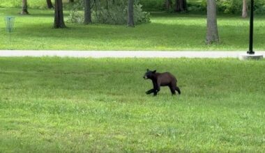 Bear sightings up in the Twin Lakes Area