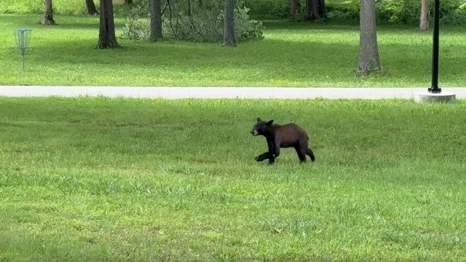 Bear sightings up in the Twin Lakes Area