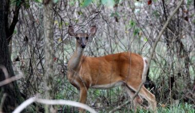 AGFC urges public not to treat wild deer in effort to curb screwworm