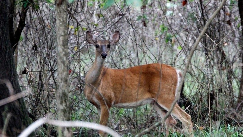 AGFC urges public not to treat wild deer in effort to curb screwworm