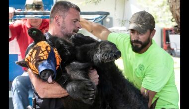 Black Bear Leads Authorities On Two-Day Dumpster-Raiding Chase Through Worland