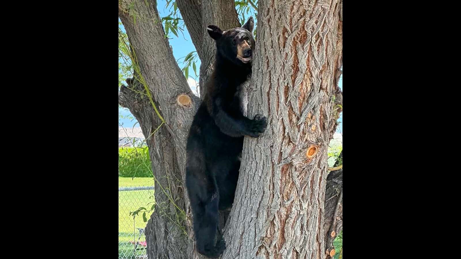 A 3-year-old female black bear was on the loose in and near Worland Wednesday and Thursday.