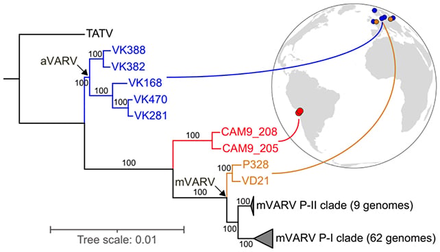 Virus analysis