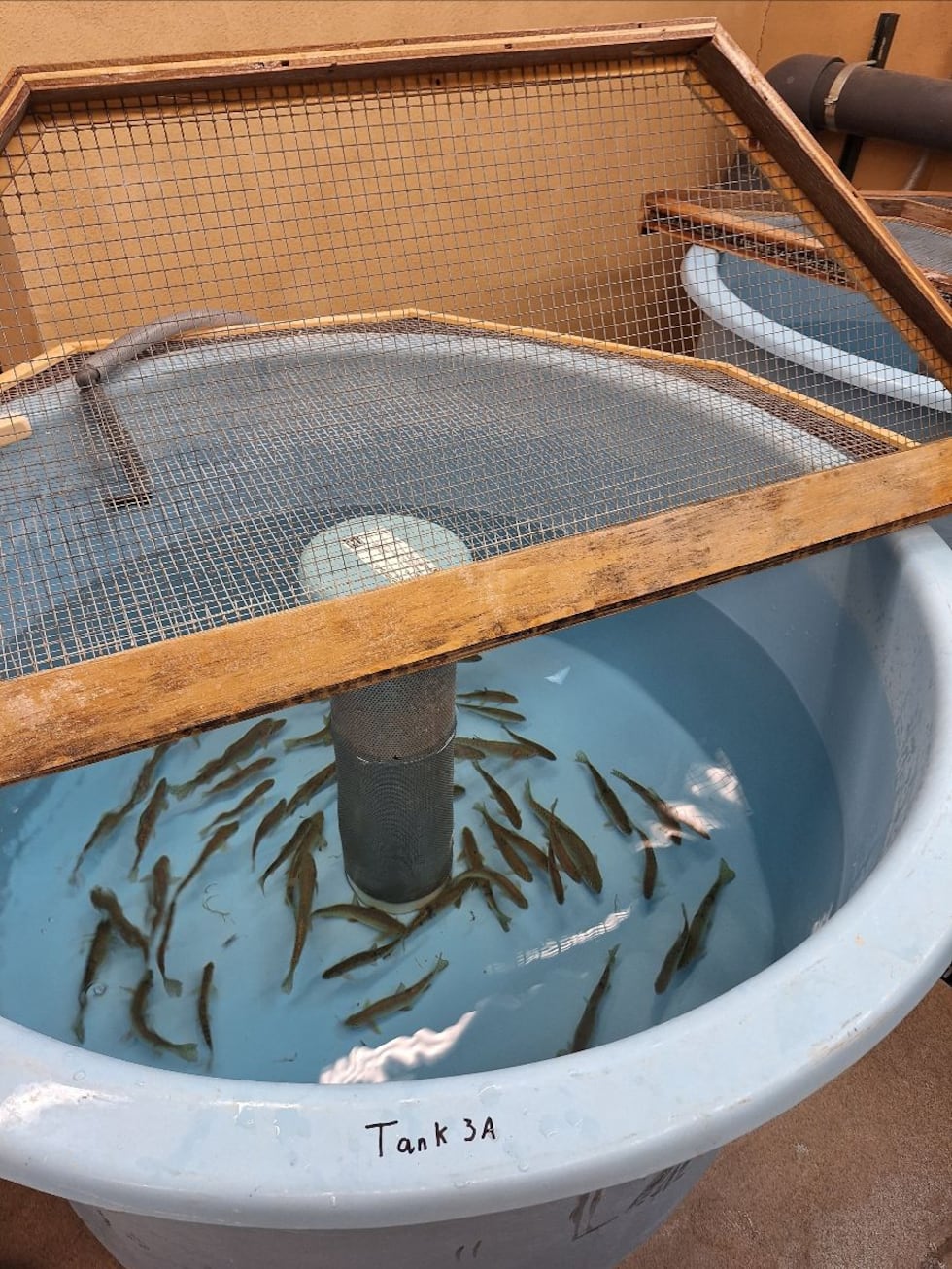 Rescued Uncompahgre cutthroat trout are pictured in a circular tank inside the Rifle Falls...