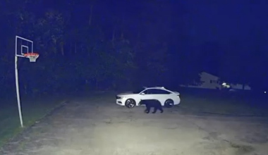 Black bear spotted in Pepper Pike, police say