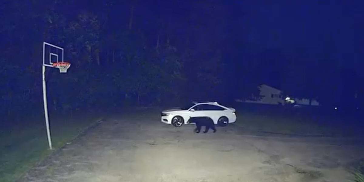 Black bear spotted in Pepper Pike, police say