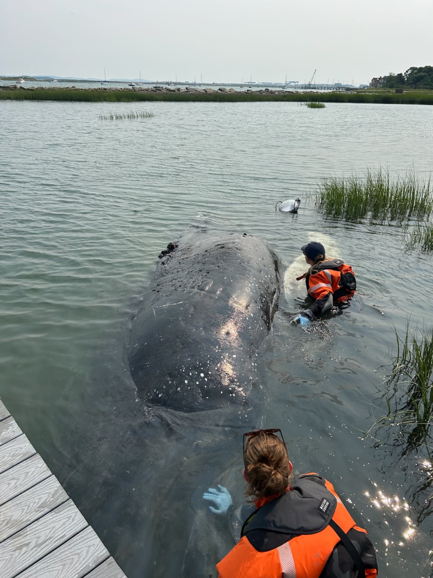 Animal stranding response crews inspect a 35,000-pound humpback whale that washed up stuck under a private dock in Winthrop on Wednesday.