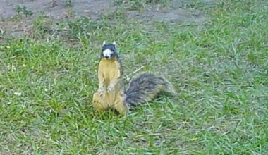 Have you ever seen a Southern Fox Squirrel? Where one of these rare critters was caught on camera