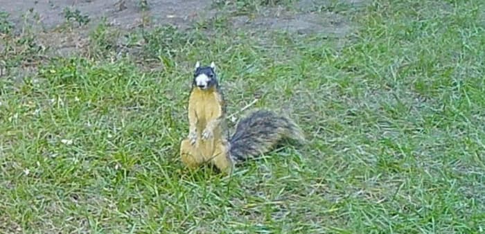 Have you ever seen a Southern Fox Squirrel? Where one of these rare critters was caught on camera