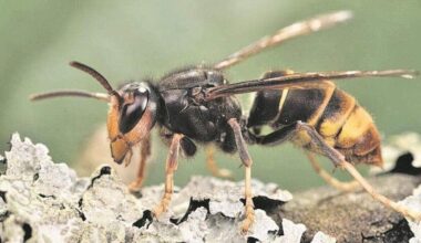 How invasive species have spread in SC and how to report