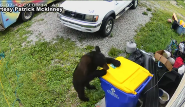 Bear sightings on the rise in south central Kentucky