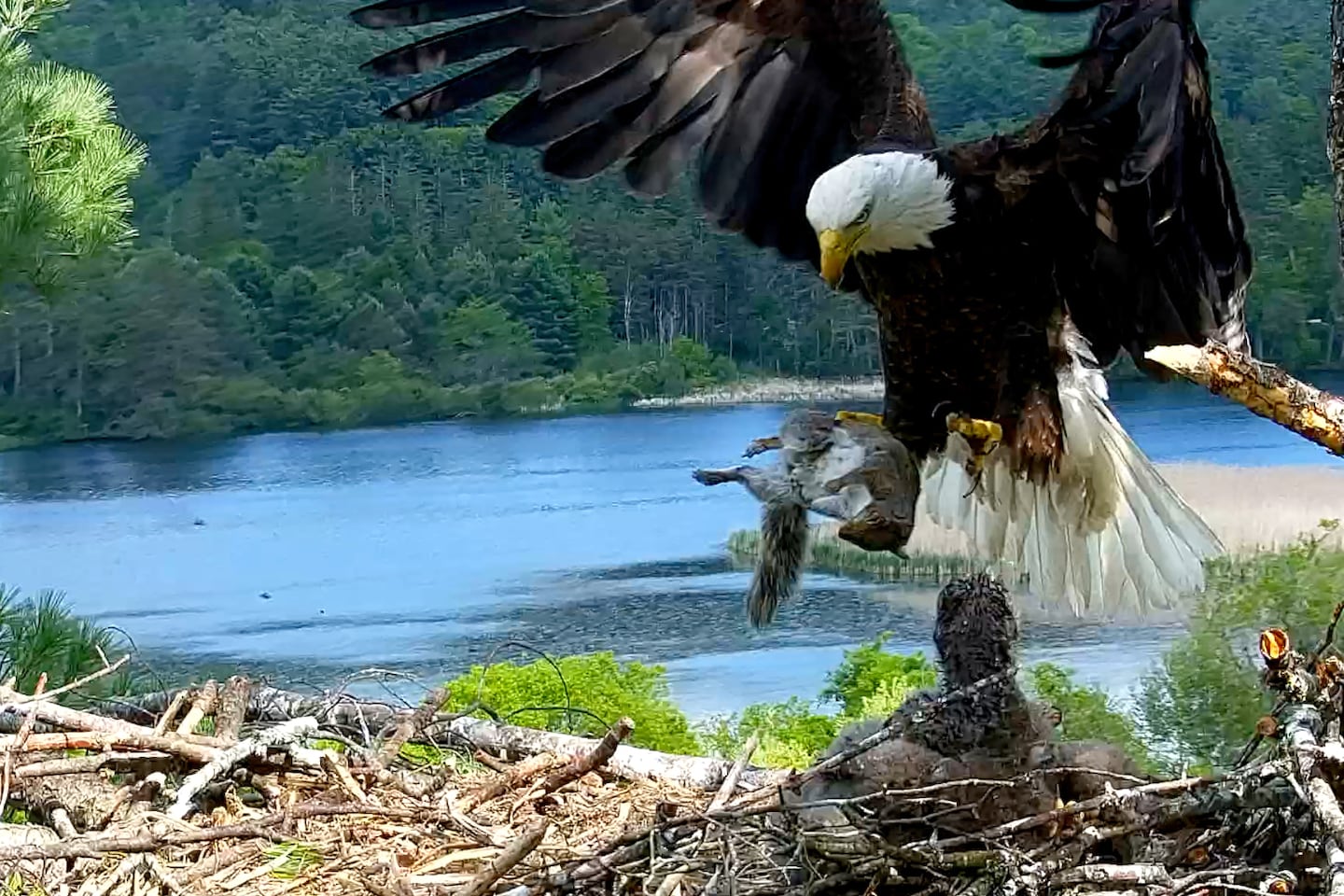 An adult bald eagle brought a squirrel to the nest on May 27.