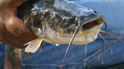 World's first transmissible cancer in a freshwater fish discovered: What scientists know about this rare melanoma