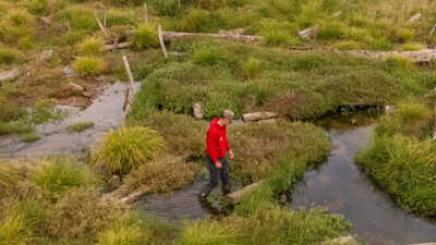Conservationists filled in 1.2km of a man-made river channel and allowed the water to spread naturally; the new Somerset wetland is now attracting rare wildlife