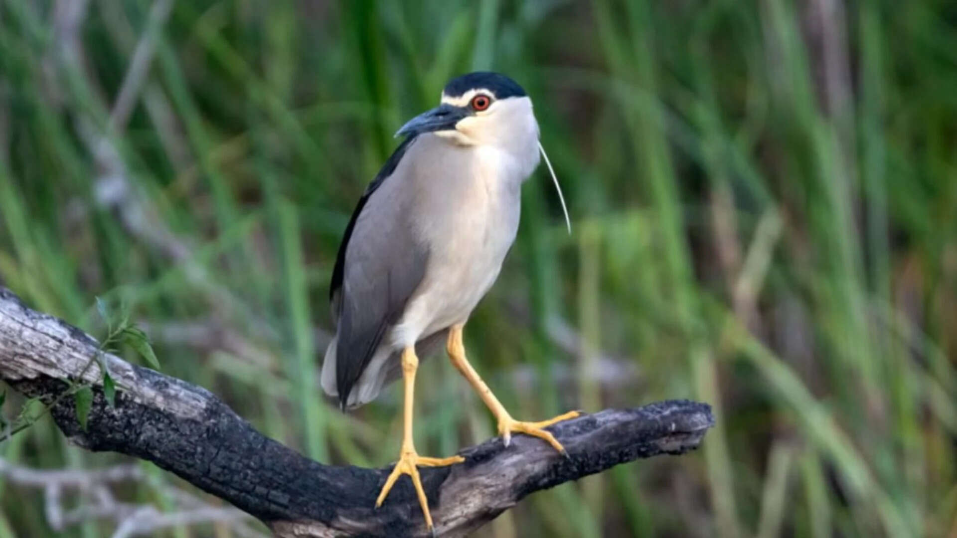 A rare black-crowned night heron was spotted at Holnicote Estate (Representational photo) A rare black-crowned night heron was spotted at Holnicote Estate (Representational photo)