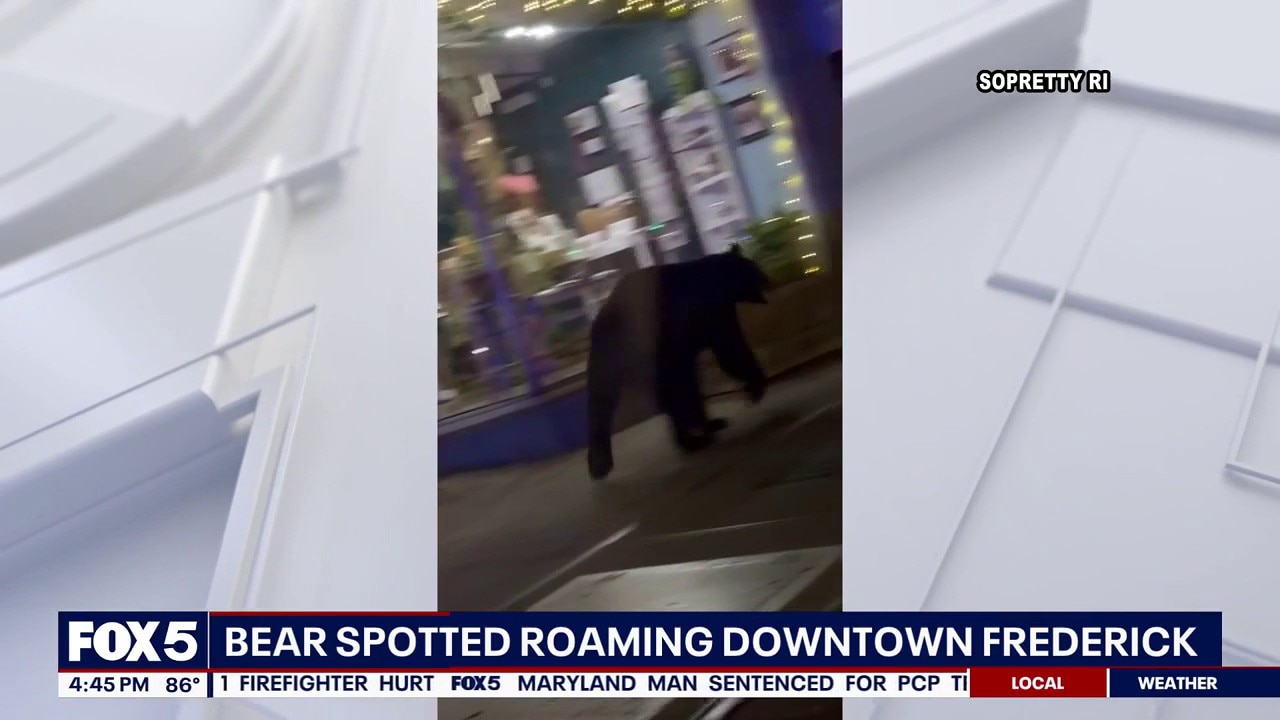 Bear Spotted Roaming Downtown Frederick