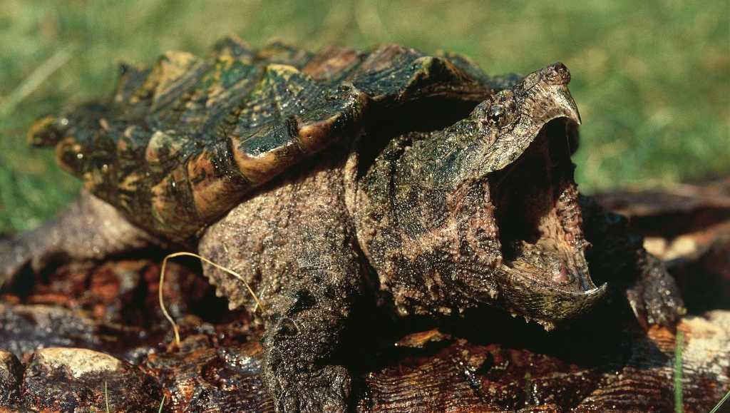 US cancels automatic protections for imperiled animals