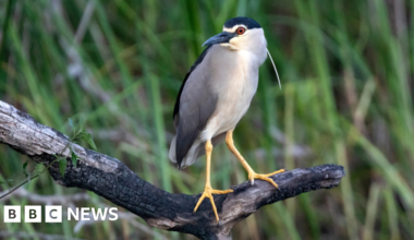 Rare night heron spotted at Holnicote estate in Somerset - BBC
