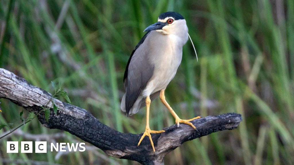 Rare night heron spotted at Holnicote estate in Somerset - BBC