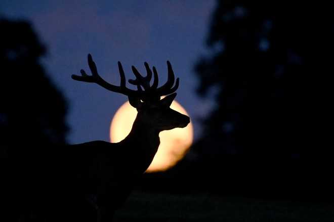 Supermoon in Copenhagen COPANHAGEN, DENMARK - JULY 14: A full super moon known as the "Buck Moon" is seen as a deer grazes outside the village of Taarbaek, some 15 km north of Copenhagen, on July 14, 2022. (Photo by Sergei Gapon/Anadolu Agency via Getty Images)