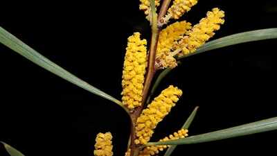 South Africa in the late 1800s planted millions of Australian acacias to stabilise sand dunes, but today scientists say they're draining rivers and replacing native ecosystems