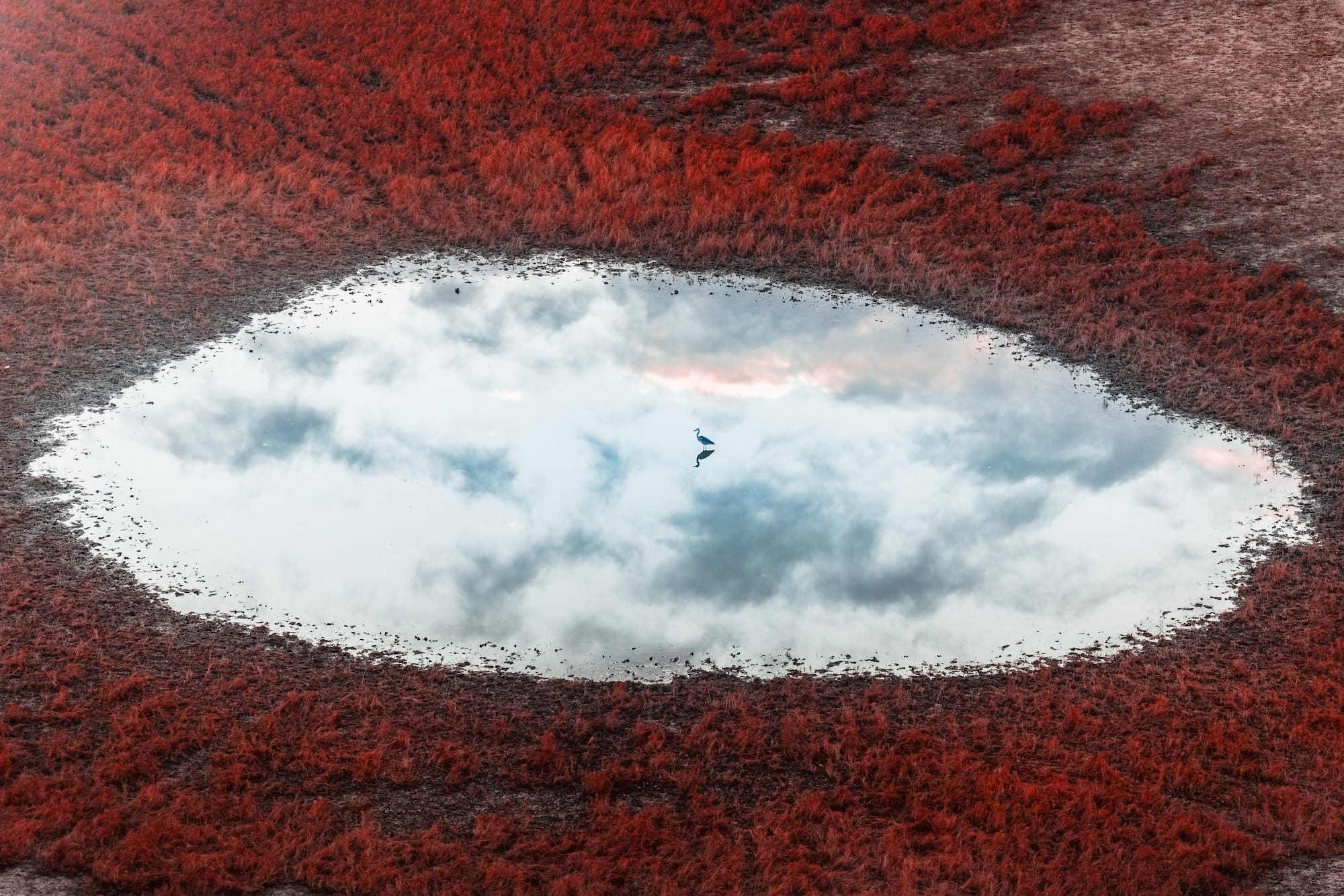 an aerial photograph of a bird standing in the center of a round pond surrounded by red foliage