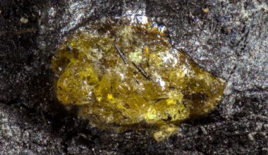 World's Oldest Amber Comes From a World 150 Million Years Before Dinosaurs : ScienceAlert