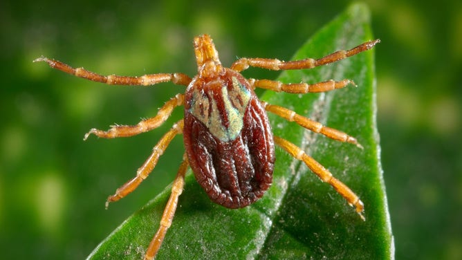 A photo of Amblyomma maculatum (Gulf Coast tick).