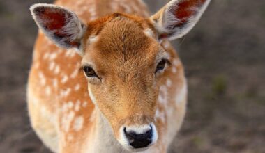 Michigan backyard deer feeding legalized for recreational viewing, preventing starvation