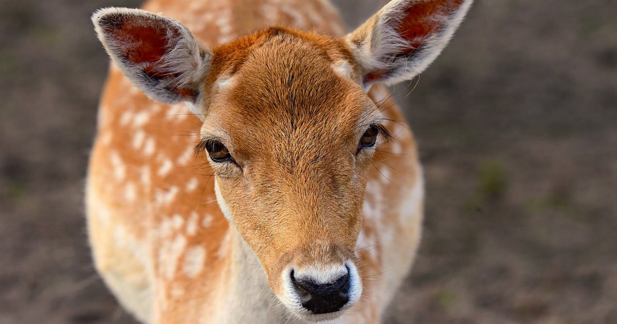 Michigan backyard deer feeding legalized for recreational viewing, preventing starvation