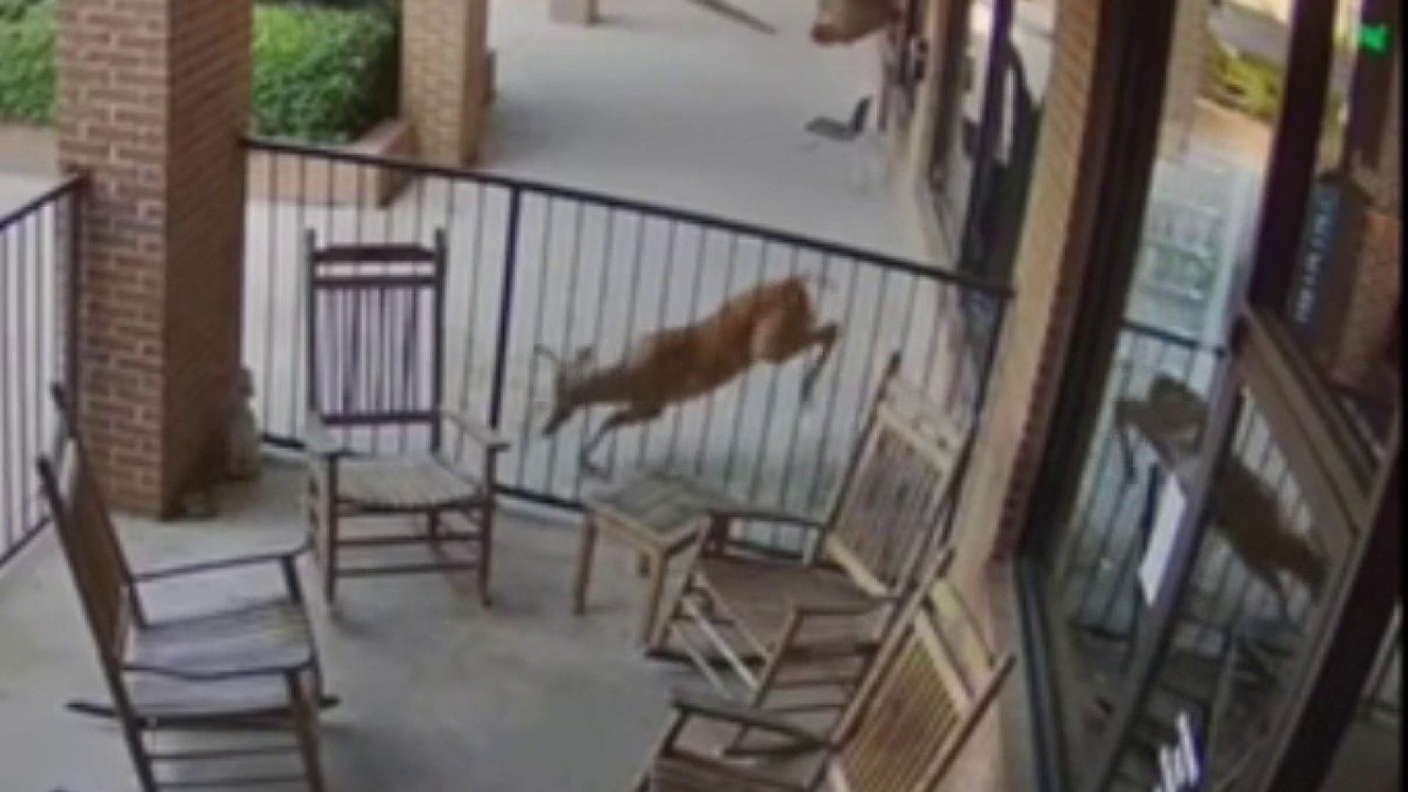 Two deer crash into separate shopping center businesses