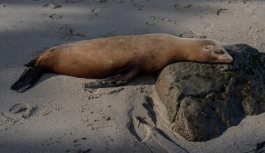 Video appears to show a person kicking sea lion on San Diego beach; NOAA investigating