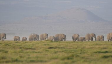 Kenya investigates deaths of 15 elephants in Amboseli National Park