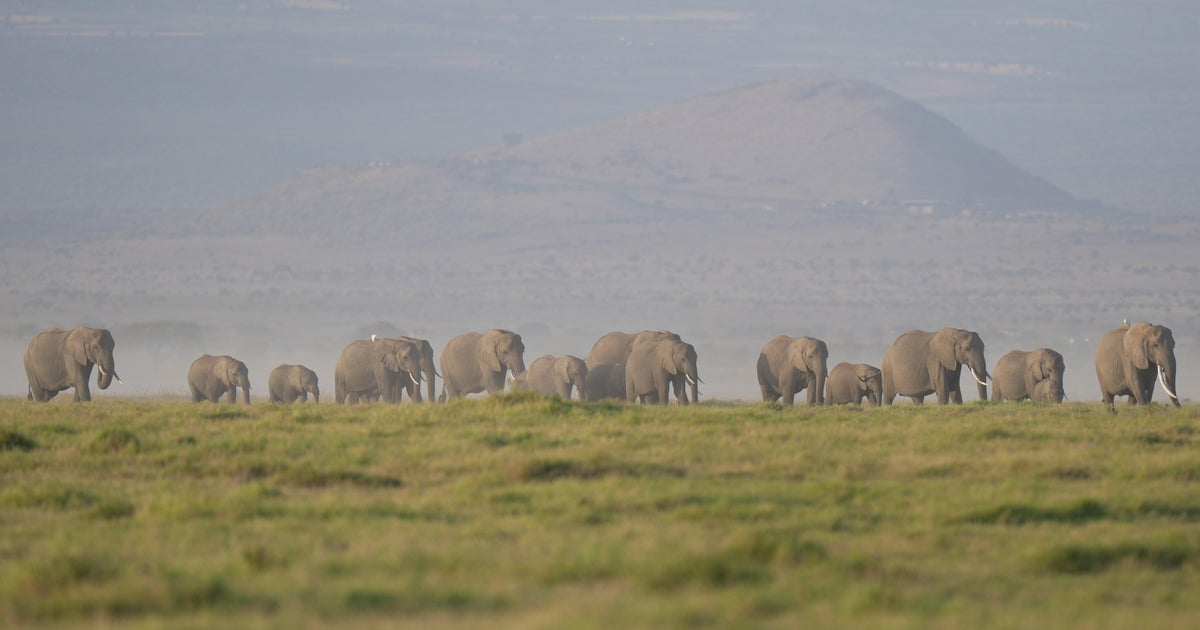 Kenya investigates deaths of 15 elephants in Amboseli National Park